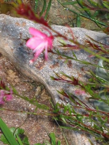 Flecks of silver in the rock