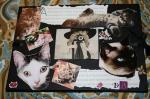Cat embellished photo&nbsp;album