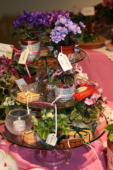 African Violet display