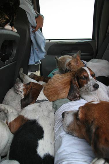 Cat and dogs cuddling