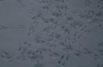 Birdie footprints