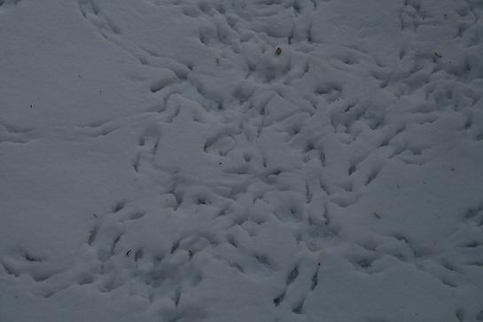 Birdie footprints