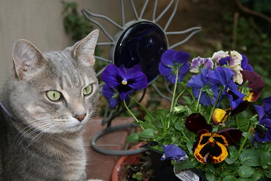 Cosmo next to pansies