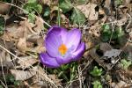Single Crocus