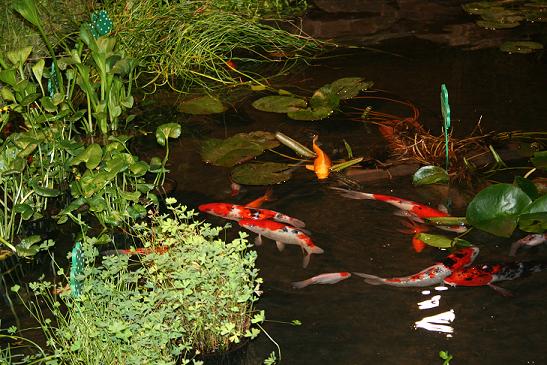 Koi Pond flower show