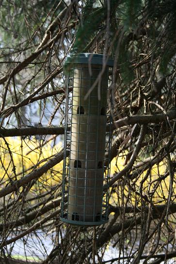 Bird feeder in evergreen