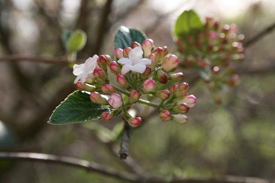 Viburnum bursting open