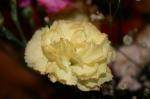 Yellow carnation
