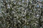Apple blossoms