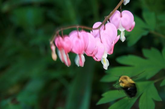 Busy bee with bleeding heart