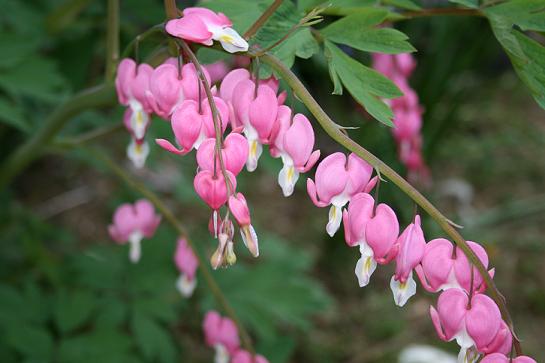 Transplanted bleeding heart