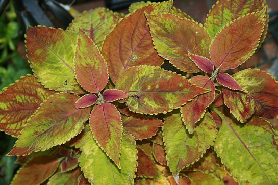 Watercolor coleus
