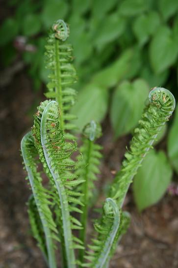 Ferns opening