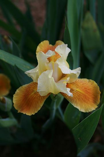 Honey iris
