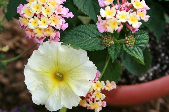 Lantana and yellow petunias