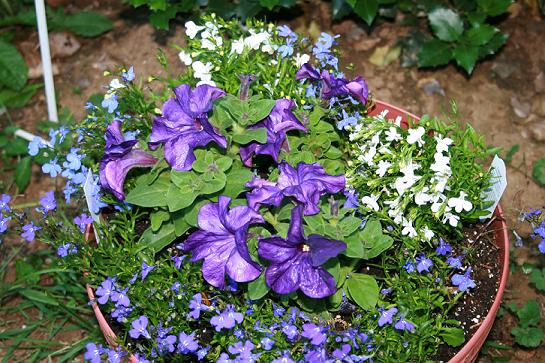 My favorite planter so far for 2007