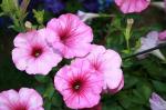 Raspberry pink petunias