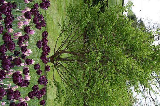 Tulips in dark purple