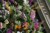 Wall of Orchids
