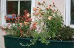 Windowbox 2007