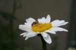 Bug on daisy