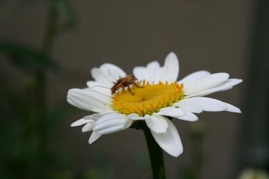 Bug on daisy