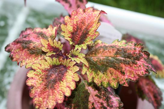 Florida sun Coleus