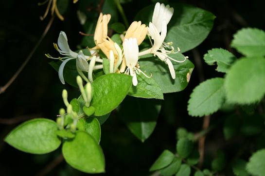 Honeysuckle