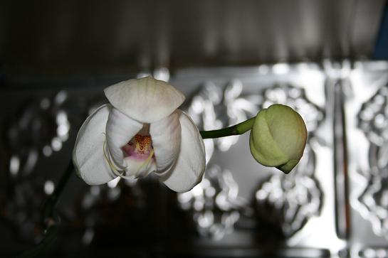 Orchid from the garden window