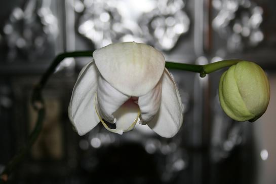Orchid from the garden window