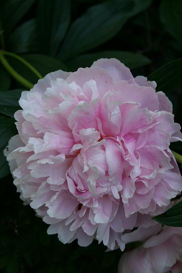 Pink peony