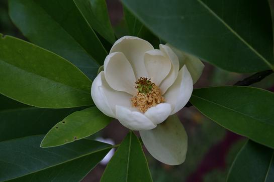 Sweet Bay Magnolia