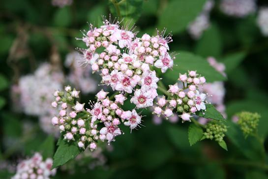 Spirea