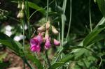First sweet peas