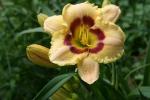 Gorgeous daylily