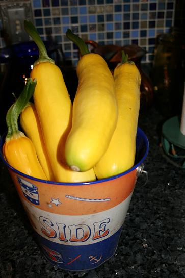 First big squash harvest!