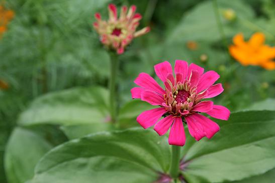 Fuchsia Zinnia