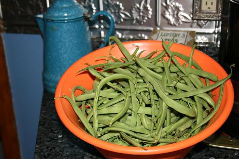 1st green beans
