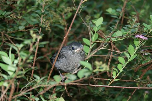 Baby catbird