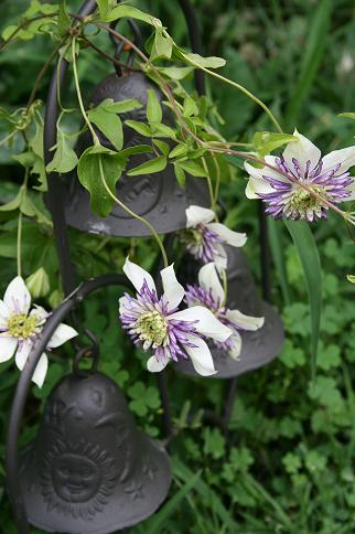 Lime & purple clematic