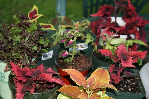 Baby coleus