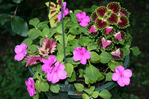 Newer hanging basket