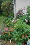 Garden in June