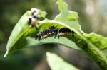 Monarch caterpillars