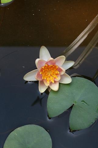 Just peachy waterlily