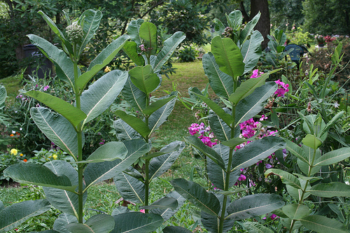 Milkweed in a row