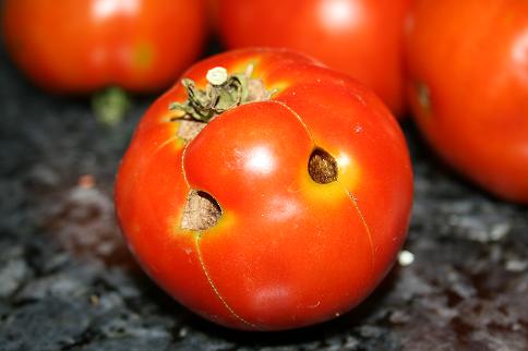 Guardian of all Toms