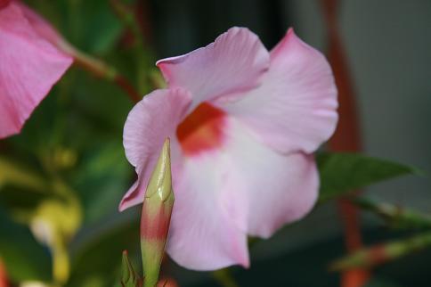 Mandevilla