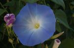 Blue Morning glory