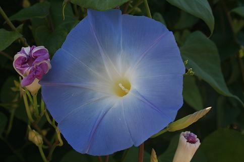 Blue Morning glory